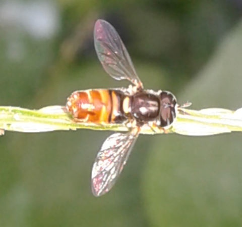 Syrphidae : Paragus sp.?  S